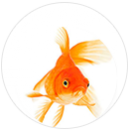 Goldfish