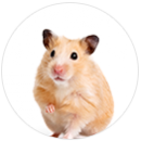 Small Pets