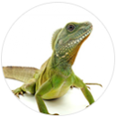 Green iguana