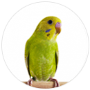 Parrot